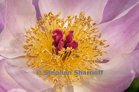 paeonia lactiflora 3 graphic